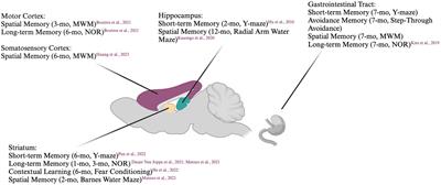 Cognitive dysfunction in animal models of human lewy-body dementia